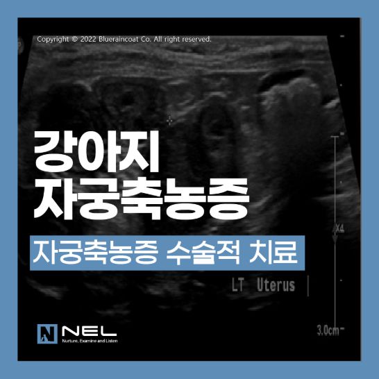 24시 넬동물의료센터:자궁축농증, 유선종양-강아지이야기